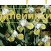 SKY AND MEADOW ( SDB )