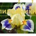 SPRING IN TO SUMMER ( SDB )