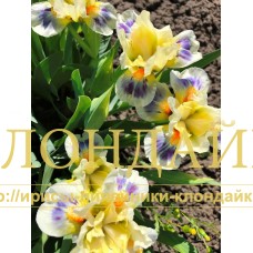 SPRING IN TO SUMMER ( SDB )