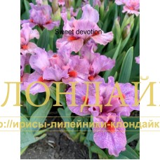 SWEET DEVOTION ( SDB )