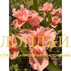 SWEET PINK ( SDB )