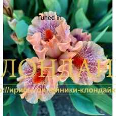 TUNED IN ( SDB )