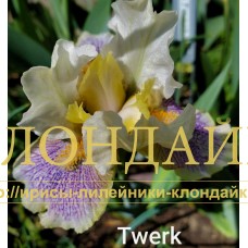 TWERK ( SDB )