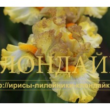 TWITTER BUG ( SDB )