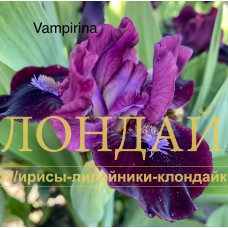 VAMPIRINA ( SDB )
