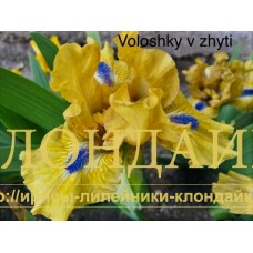 VOLOSHKY V ZHYTI ( SDB )