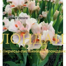 WEB OF DESIRE ( SDB )