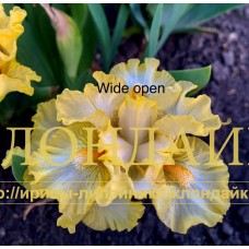 WIDE OPEN ( SDB )