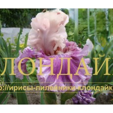 ABSOLUTE CUTE / BB / 