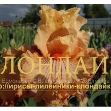 ADREANALINE JUNCLE