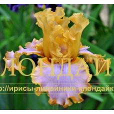 ALPA PROJECT