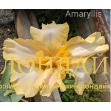 AMARYLLIS