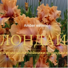 AMBER ESSENCE