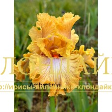 AMBERTIME