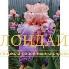 AMONG THE CLOUDS