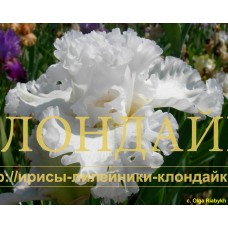 ANGEL KHRANITEL ( АНГЕЛ ХРАНИТЕЛЬ )