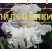 ANGEL KHRANITEL ( АНГЕЛ ХРАНИТЕЛЬ )