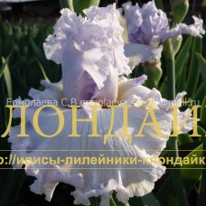 ARKTIKA ( АРКТИКА )