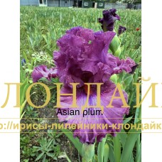 ASIAN PLUM
