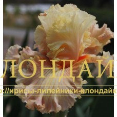 AUSTRALIAN ROSE