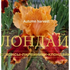 AUTUMN HARVEST