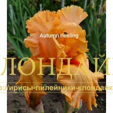 AUTUMN RIESLING