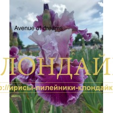 AVENUE OF DREAMS