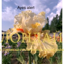 AYES ALERT