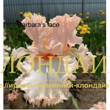BARBARA'S LACE