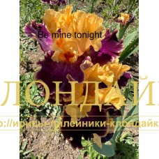 BE MINE TO NIGHT