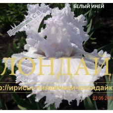 BELY INEY ( БЕЛЫЙ ИНЕЙ ) RIABYKH 2015
