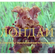 BIZON ( БИЗОН )