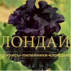 BLACK IS BLACK