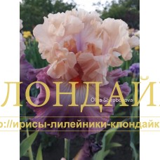 BOGEMSKAYA RAPSODIYA (Богемская рапсодия)