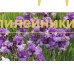 BOLSHOI