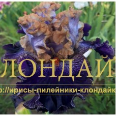 BRATISLAVAN PRINCE