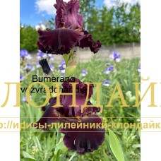 BUMERANG VOZVRASHAETSIA