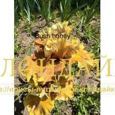 BUSH HONEY