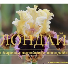 CAN'T STOP LOVING YOU