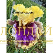 CARNIVAL CAPERS