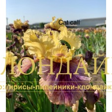 CAT CALL
