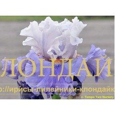 CELEBRATE BEAUTY