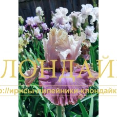 CHAMPAGNE AND STRAWBERRIES