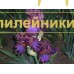 CHARIVNA NICH
