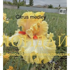 CITRUS MEDLEY