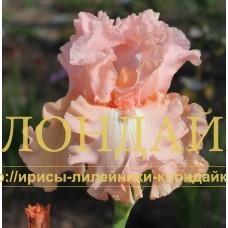 CORAL JEWEL
