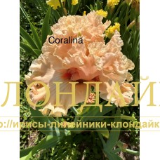 CORALINA