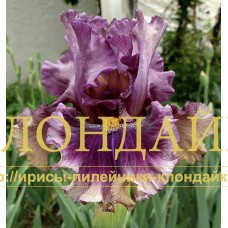 CREATURE OF THE NIGHT