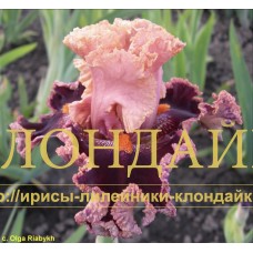 DEKORATIVNOE UKRASHENIE ( ДЕКОРАТИВНОЕ УКРАШЕНИЕ )