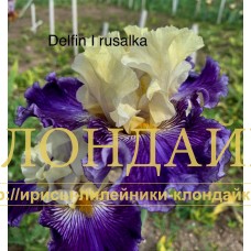 DELFIN I RUSALKA
